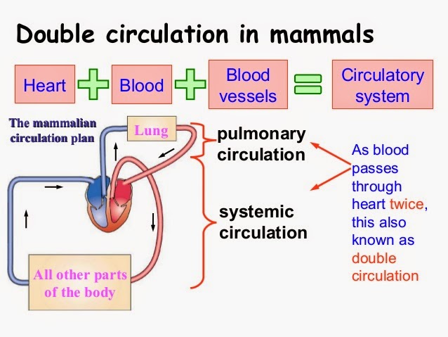 Flow Chart Of Double Circulation Of Blood