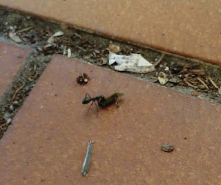 besonders gewöhnlich: Die oberpfälzischen Ameisen sind aber fleissig