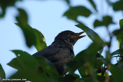 Merla (Turdus merula)