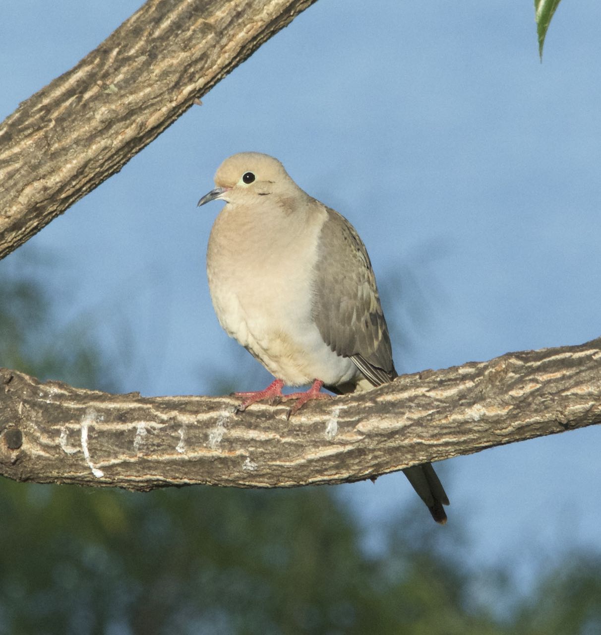 PHOTOGRAPHY BY DEB HIRT Oklahoma's First Summer Birds Are Coming In