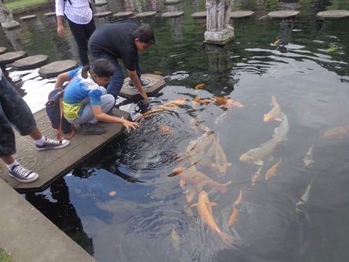 Macam Macam Nama Ikan Hias Air Tawar Aquarium Lengkap A Z
