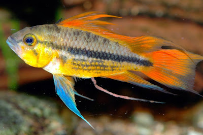 Cíclido Enano Cacatúa Cíclido Enano Cacatúa