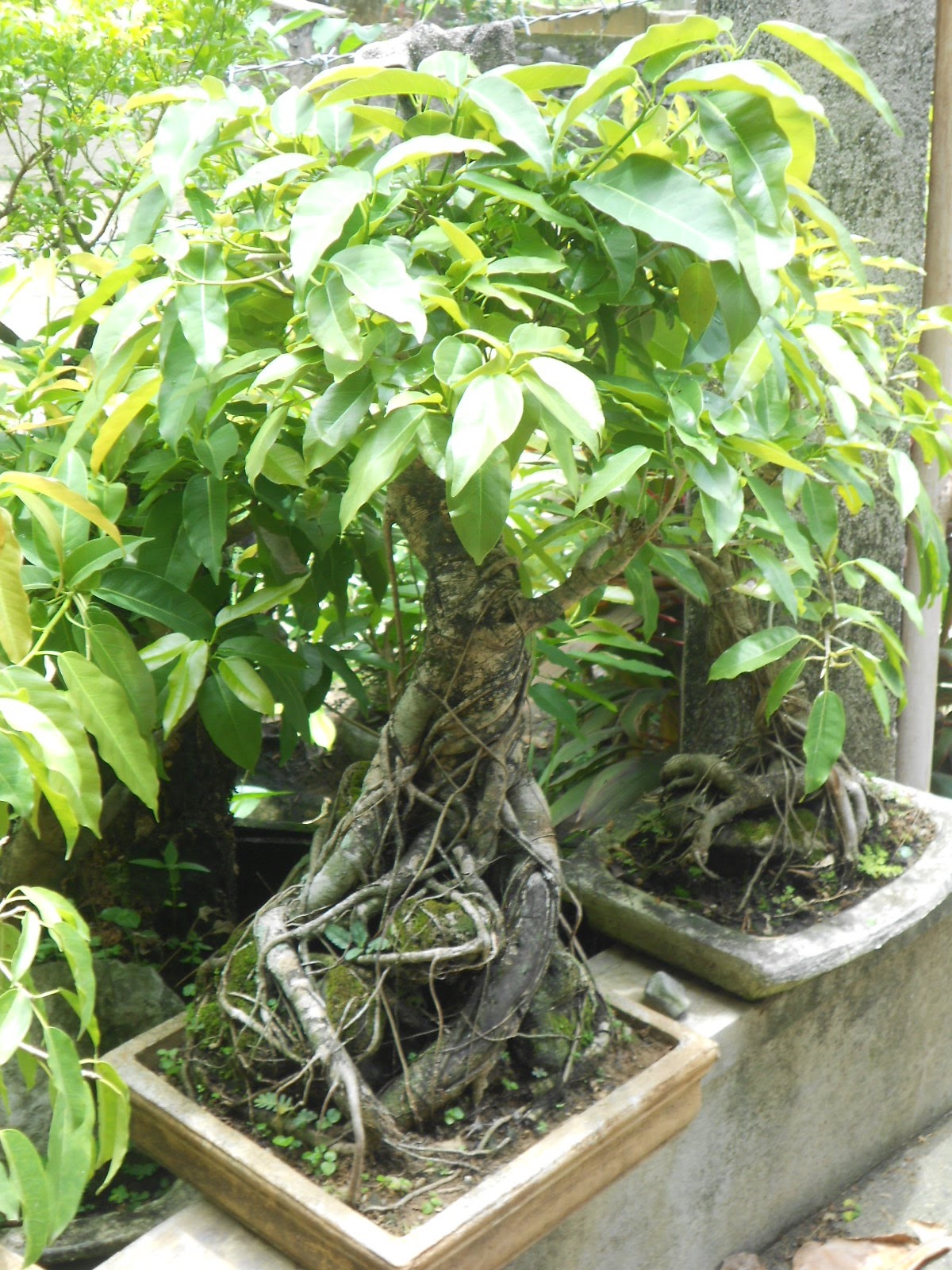 BONSAI ART AND HOME GARDENING BINDING ROOTS MY ROOTOVERROCK (ISHITSUKI) STYLE BONSAI