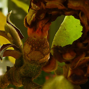 Magnolia seedhead