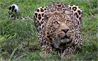 Wallpaper HD Leopardo Africano