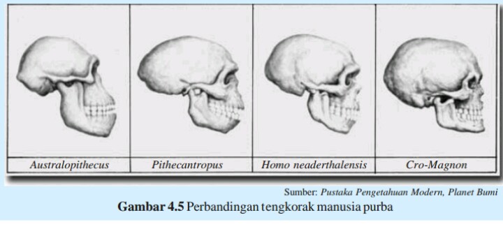 Jenis-Jenis Manusia Purba di Indonesia