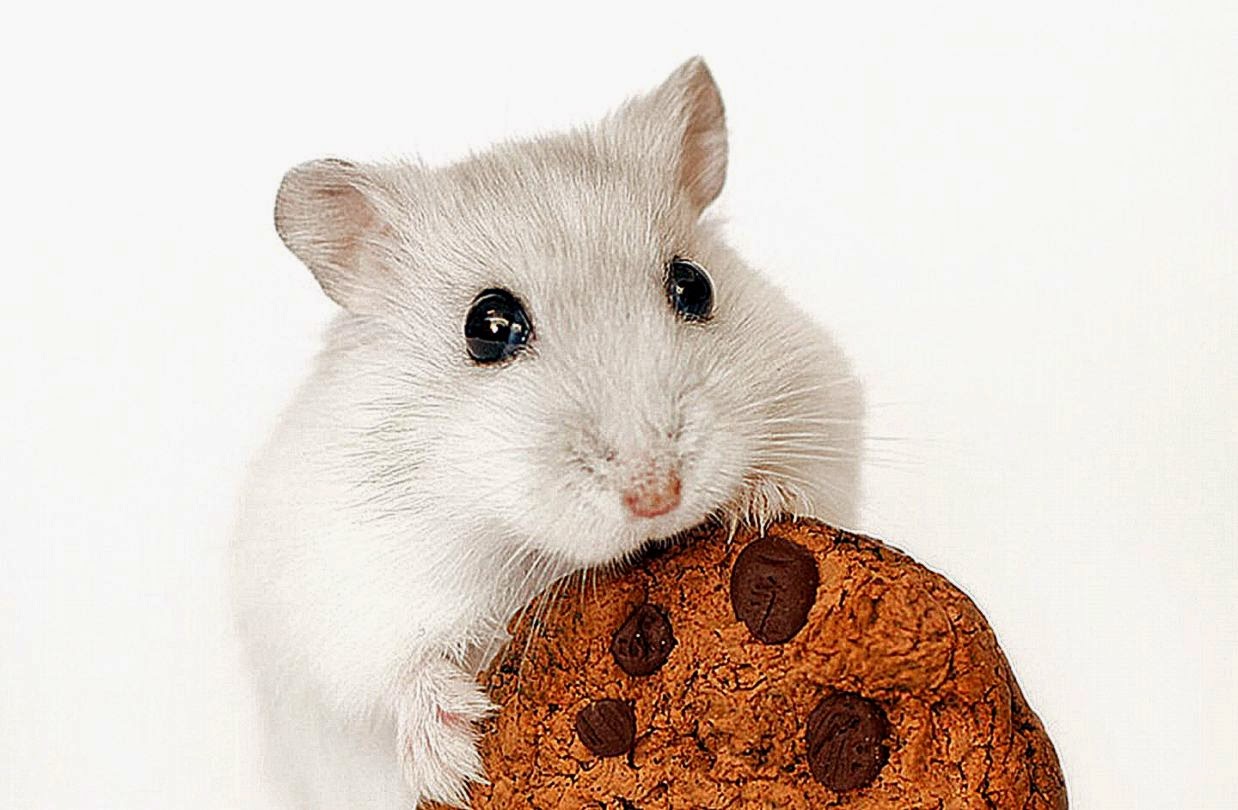 Cute Hamster Wallpaper Windows Download 10655 Wallpaper  Cool