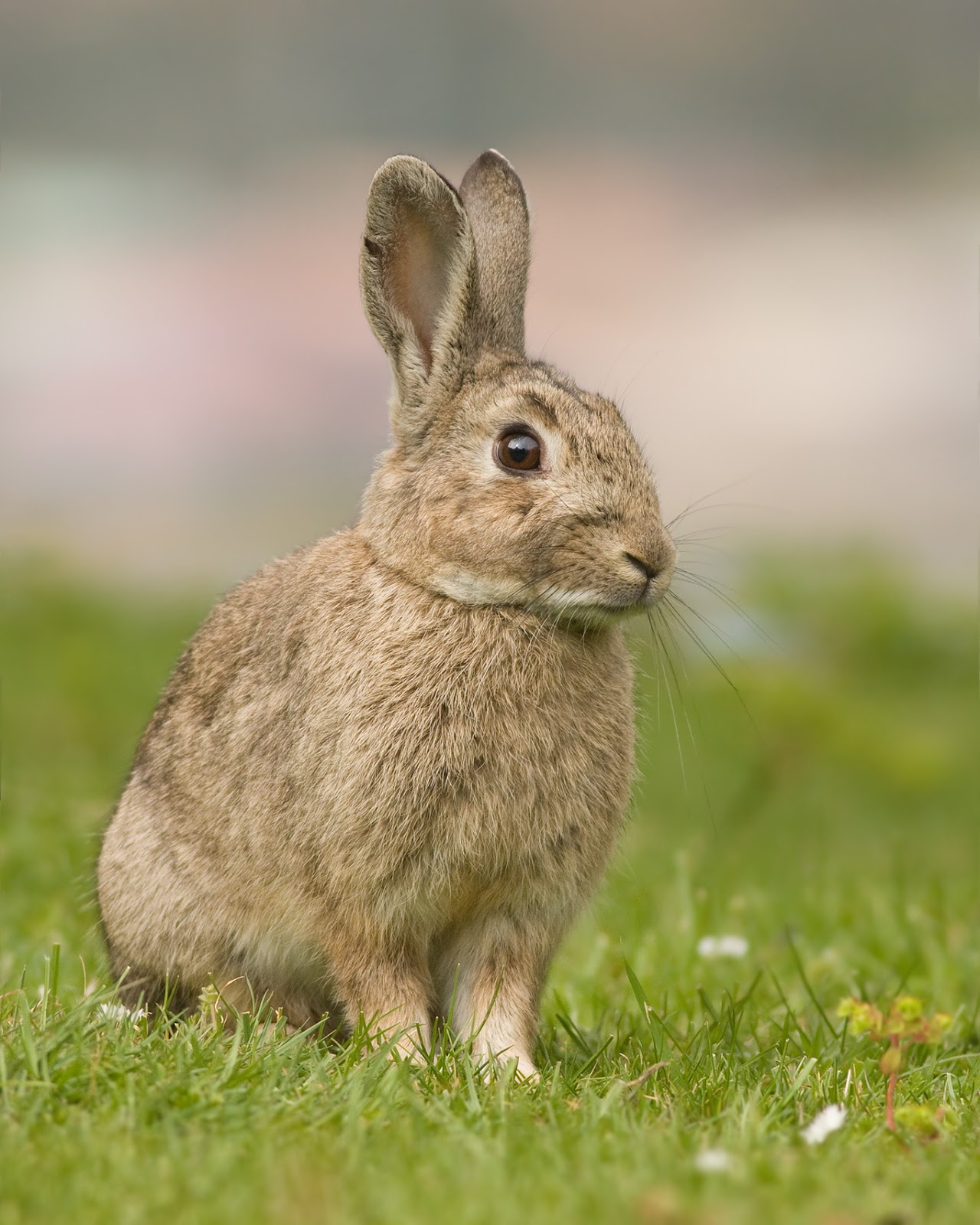 Mammals Animals: Oryctolagus cuniculus Tasmania 2