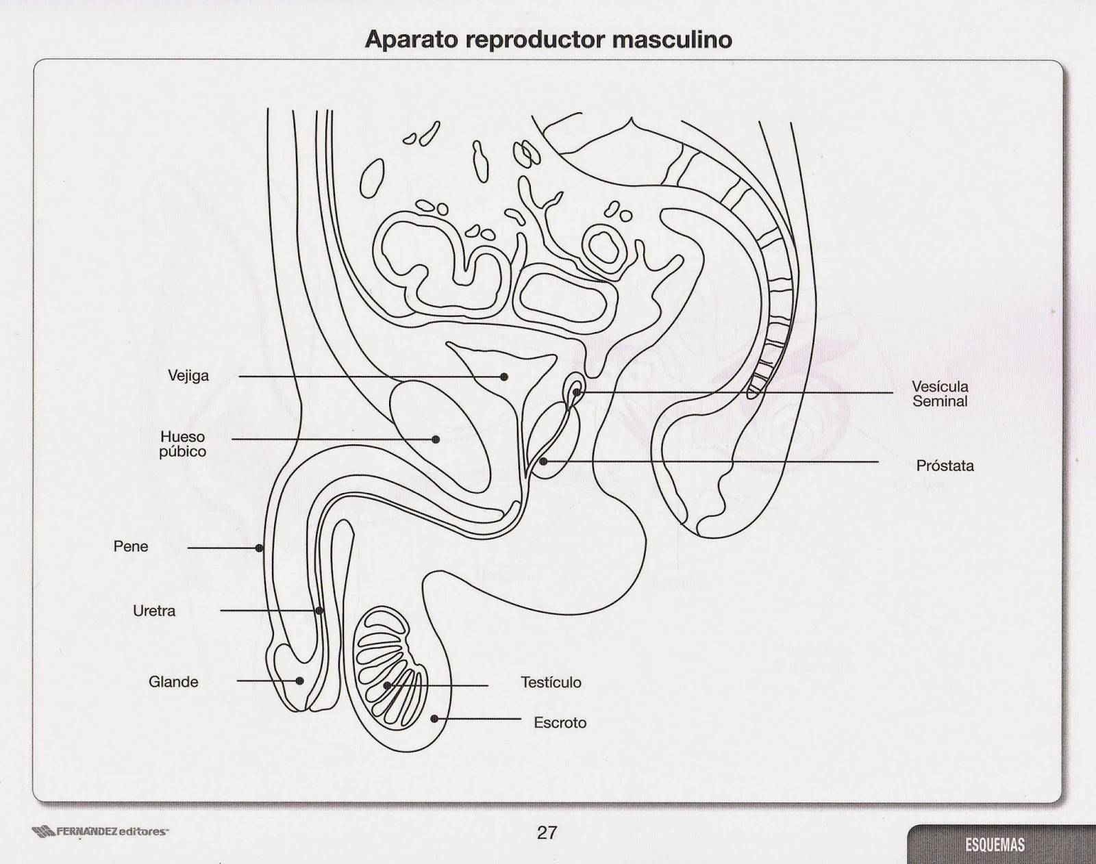Esquema Del Aparato Reproductor Masculino Con Nombres De Sus Partes Images Esquema Del Aparato Reproductor Masculino Con Nombres De Sus Partes Images