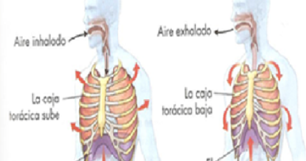 Tu Aparato Respiratorio ¿Qué es la