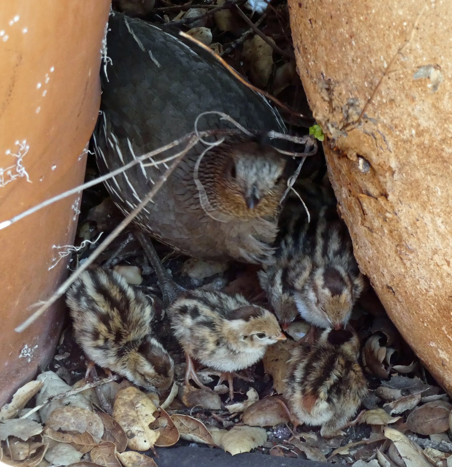 From Seed To Table Baby Quail! Almost Too Cute For Words