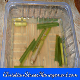 How to make Natural Lemongrass Body Wash Recipe for Stress Management