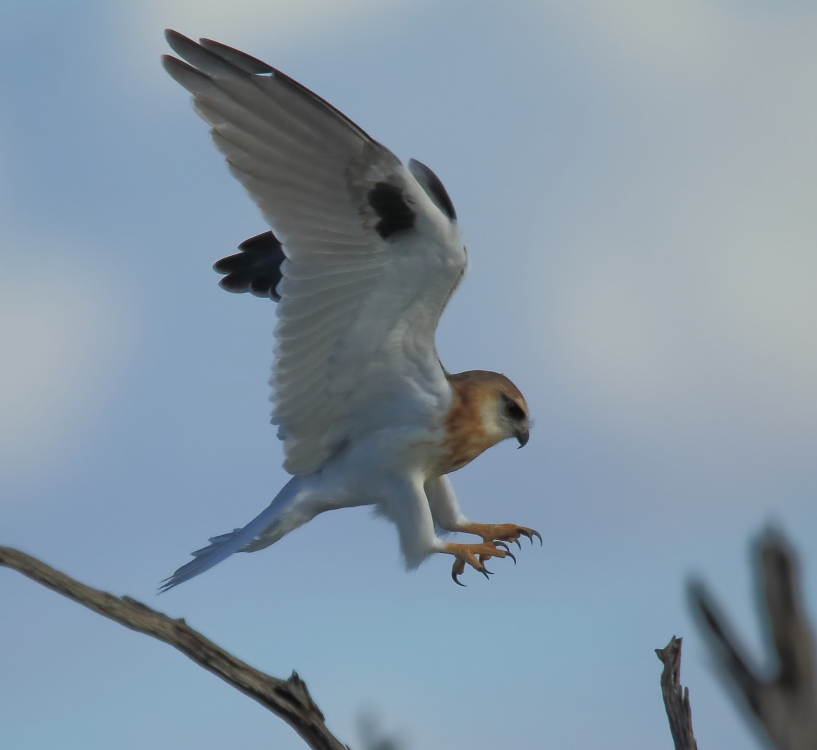 Richard Waring's Birds of Australia Blackshouldered Kites in the Mallee