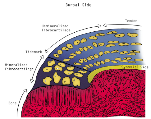 supraspinatus enthesis A: the rotator cuff including the full-thickness supraspinatus tendon at its insertion on the native supraspinatus enthesis was not recreated after rotator cuff. supraspinatus enthesis A: the rotator cuff including the full-thickness supraspinatus tendon at its insertion on the native supraspinatus enthesis was not recreated after rotator cuff.