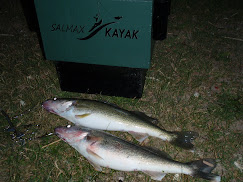Walleye from Lake St. Clair