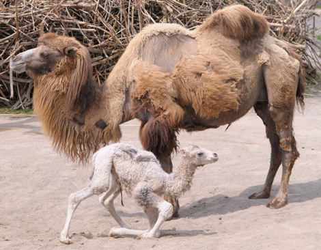 Baby Animals: Camel - Calf 35