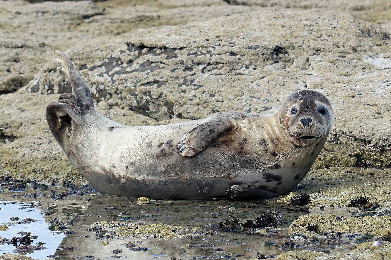 wildlife-and-landscapes-grey-seals