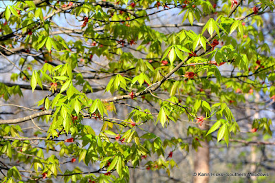 Southern Meadows: The Big Leaf Out. It's All About the Trees