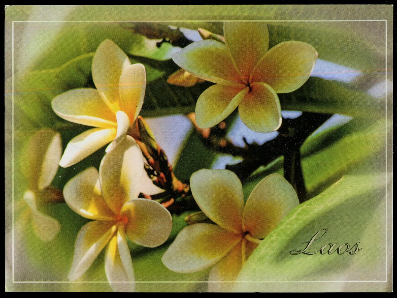 Gulfmann Postcards: LAOS ~ Laos National Flower