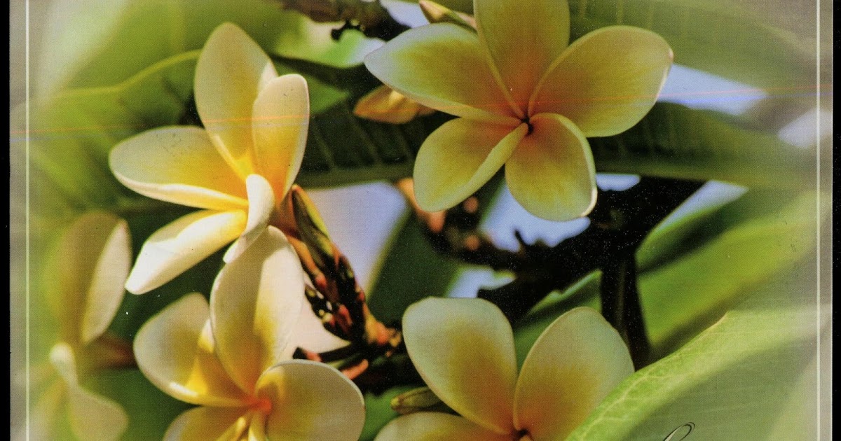 Gulfmann Postcards LAOS Laos National Flower