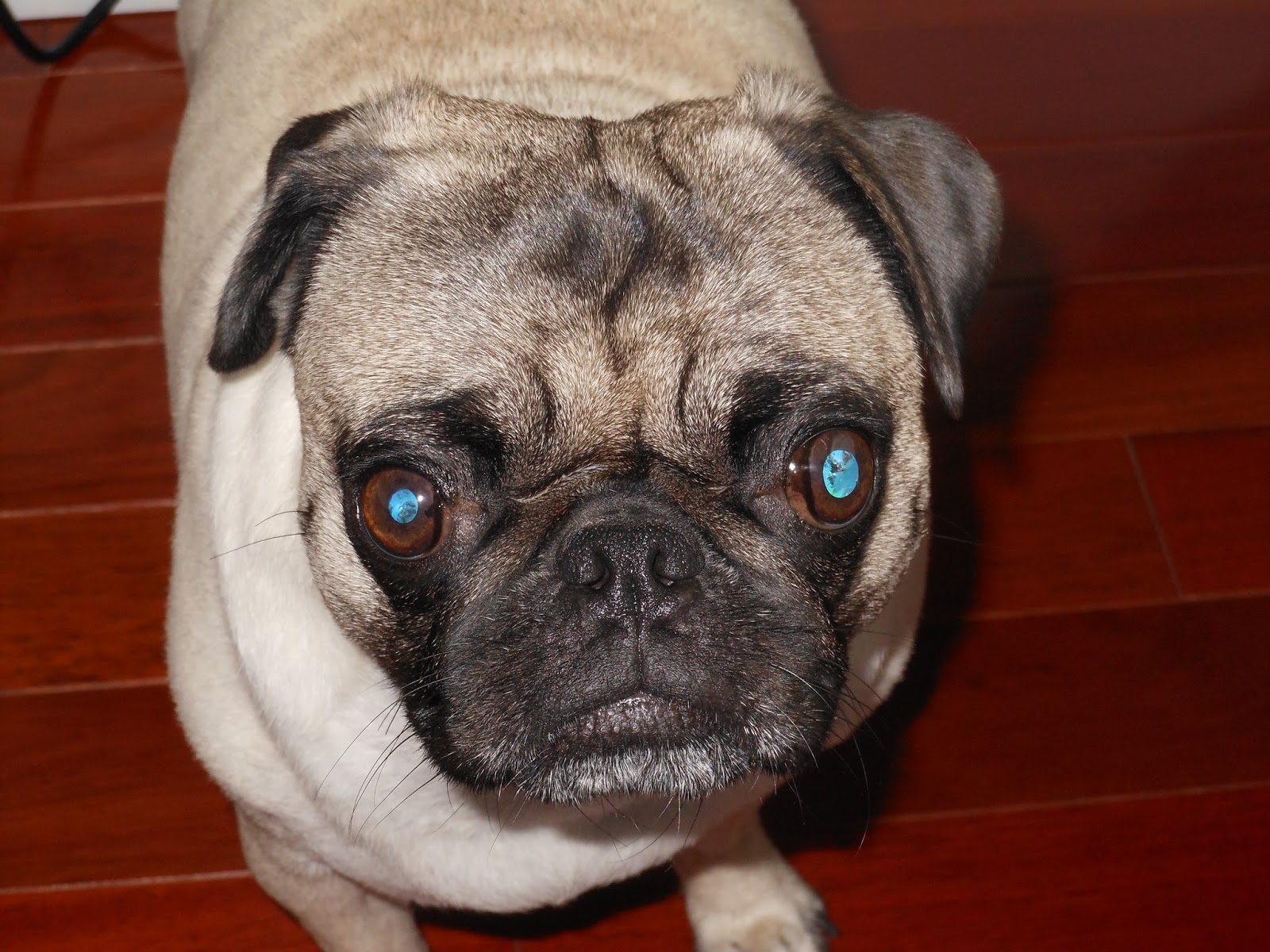 Pia Pia, a Pug with a Purpose.. Be Aware of the Toxics around your Pugs