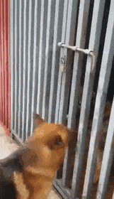 1523083301_7536_1523082962391.gif