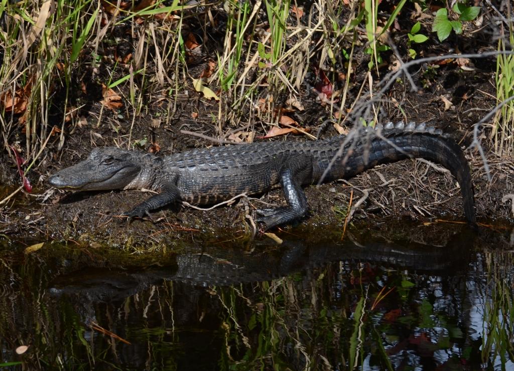 Ohio Birds and Biodiversity American Alligator