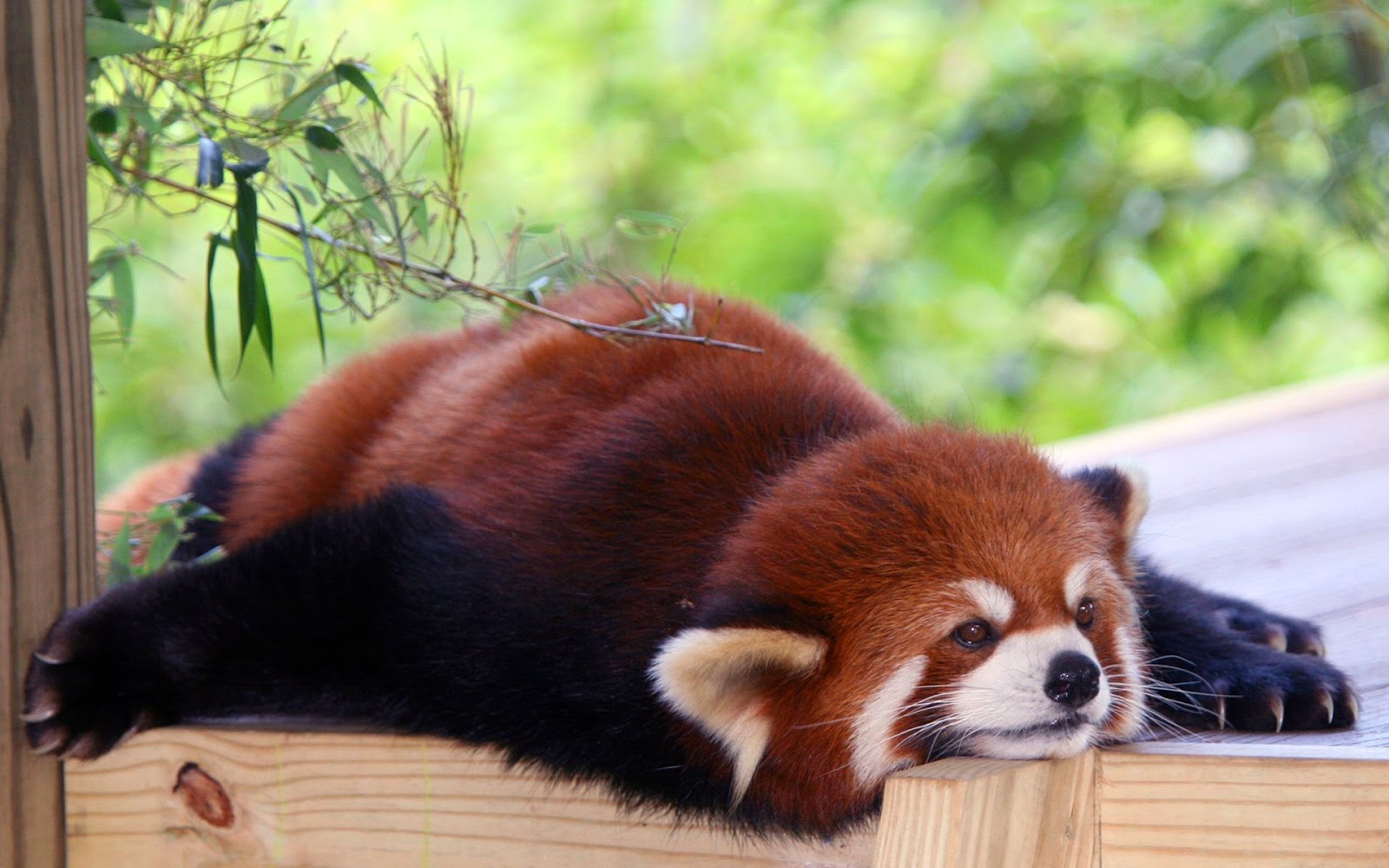 40 Adorable red panda pictures (40 pics) | Amazing Creatures