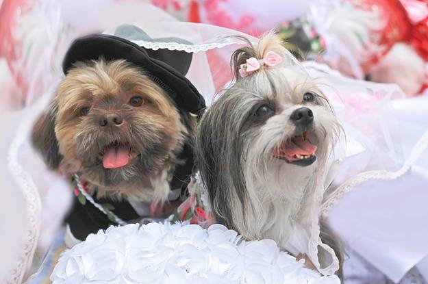 9 coisas que todo dono de shih tzu já aprendeu a aceitar