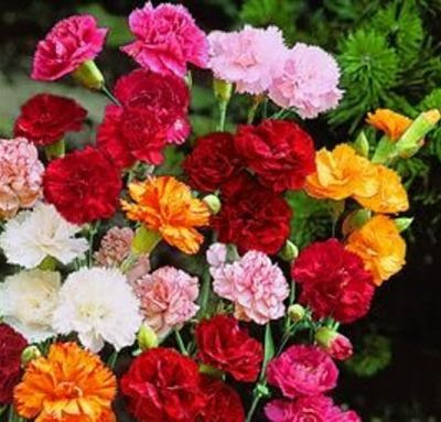 21 Jenis Bunga  Indah  Tapi  Beracun Di Sekitar Kita Ragam 