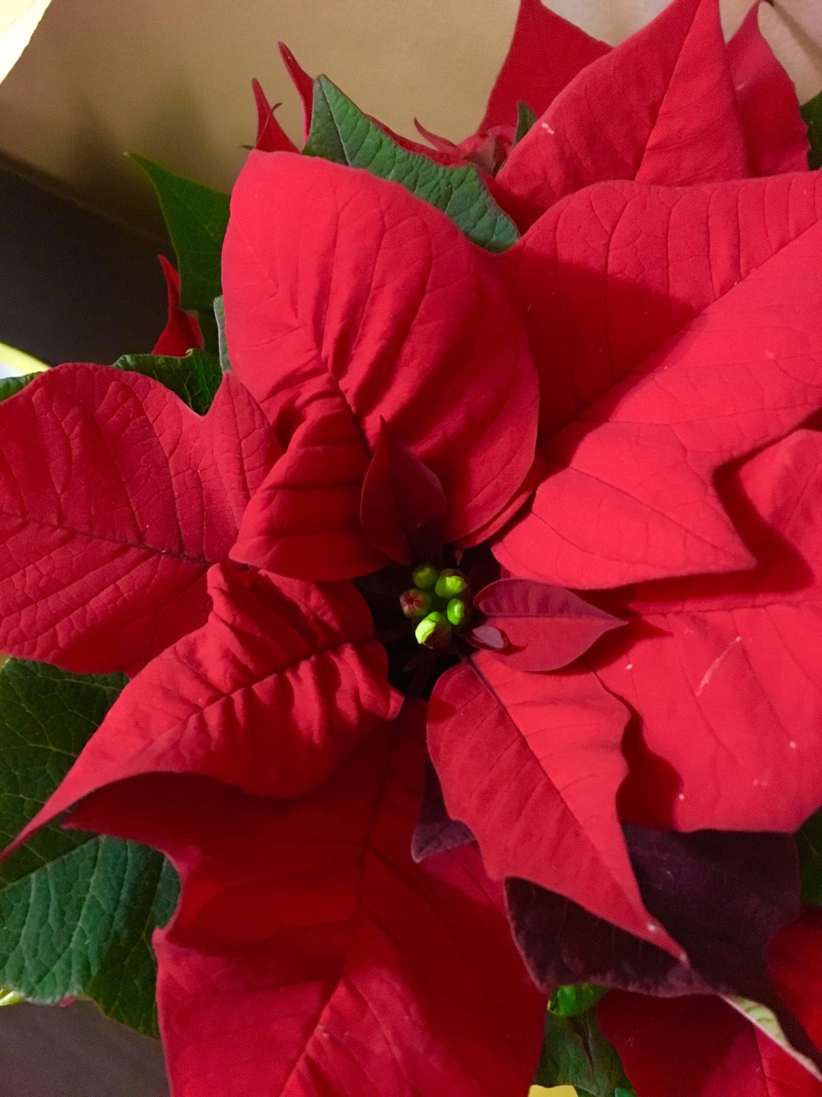 Poinsettia How to keep it alive past Christmas
