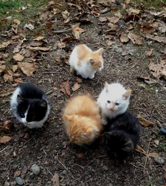 Пять котят Пять котят