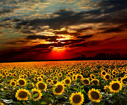 sunflowers girasoles atardecer field sunflower imagenes sunset fields nature sun wallpapers sky imagen alucinantes mas desktop campo dia