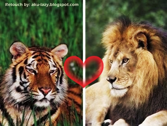 AKU MALAS Singa Jantan Harimau betina LIGER Lion AKU MALAS Singa Jantan Harimau betina LIGER Lion