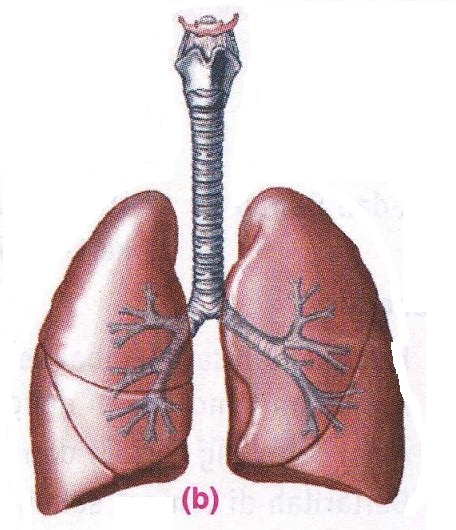 Excretory System In Human ~ New Science Biology