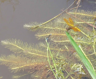 Libelle mit orangefarbenen Flügeln