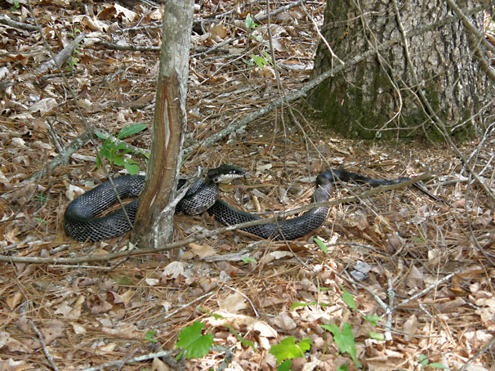 Anybody Seen My Focus? Black Rat Snake (Pantherophis obsoleta) Broad