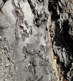 Swirly shapes in trunk where bark has flaked away, leaving it bare