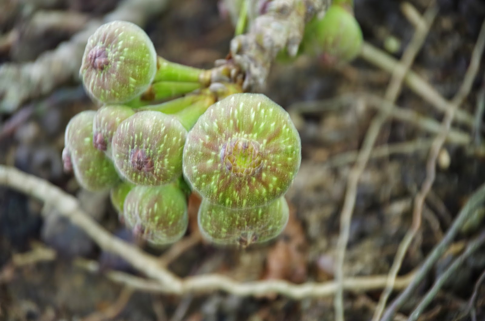 Trees and Plants: Broad leaf Fig, Elephant Ear Fig, Roxburgh Fig
