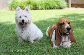 Westie and Basset relaxing in the yard