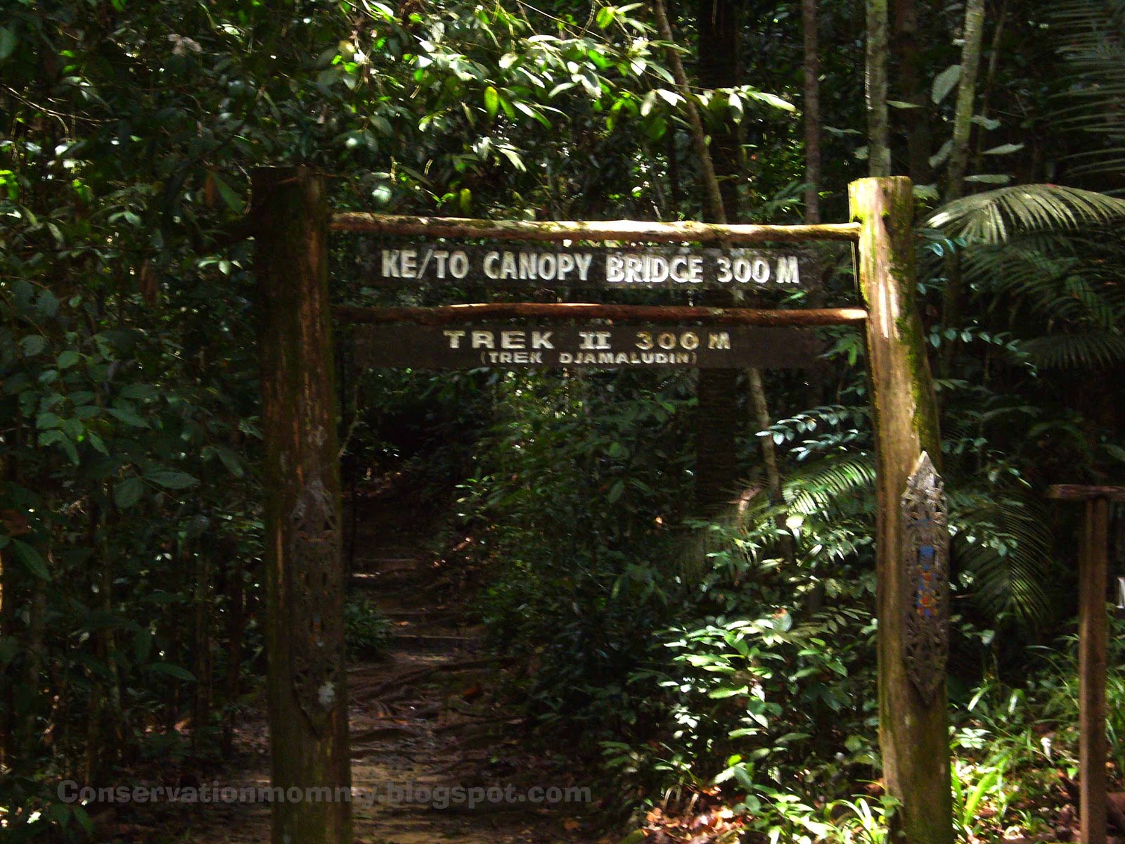 5 Abroad: Bukit Bangkirai