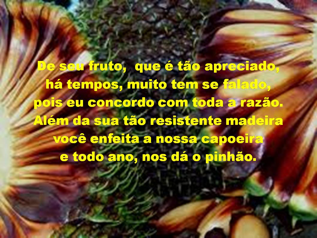 Como Separar A Palavra Pinheiro - RETOEDU