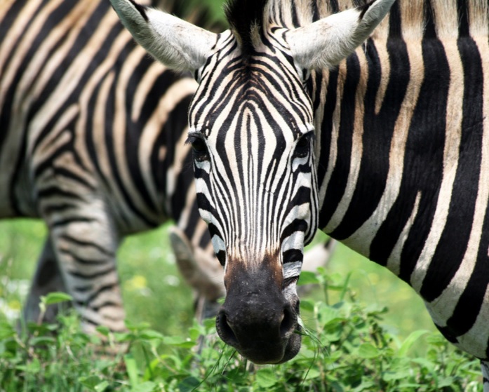 Chic Zebra facts, 30 to be exact