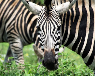 Different zebra species have different types of stripes, from narrow to wide.