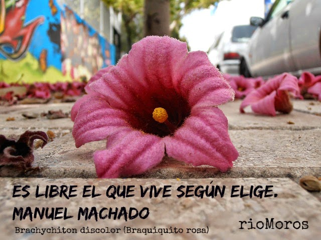 Es libre el que vive según elige. Manuel Machado
