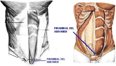 Del piramidal recto abdomen y