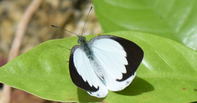 The Forested Path (and Beyond) BUTTERFLIES of RAUB The Forest White