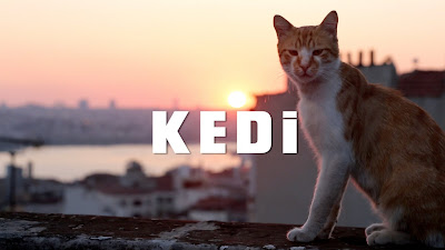 Kedi Movie Image