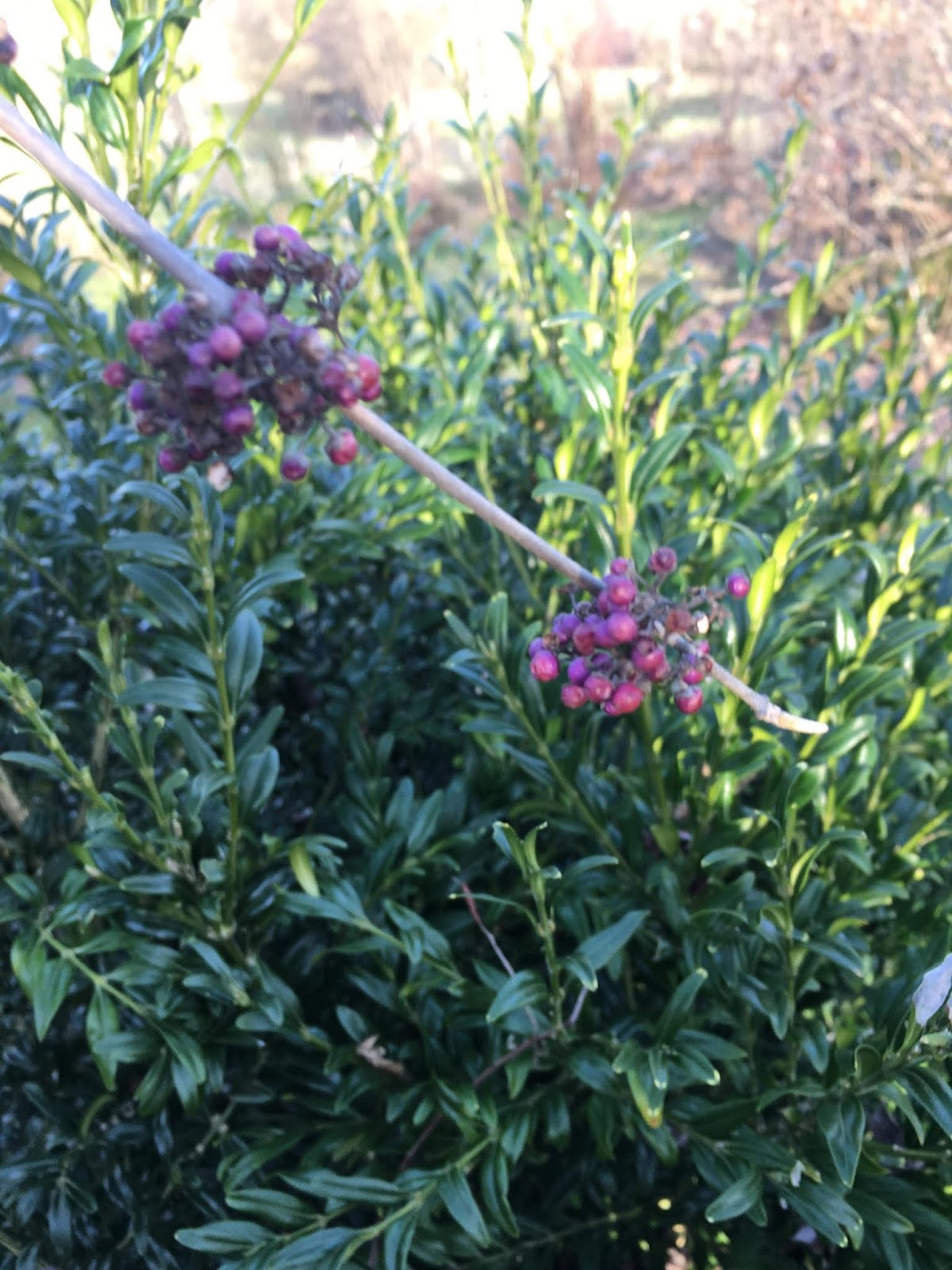 Vegetal Art La Minute Jardin Sur France Bleu Berry Societe D