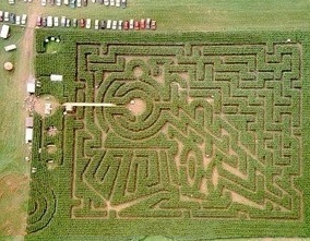 maize benefits health uses maze rows planted shape